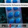 African Black Ant viagra1
